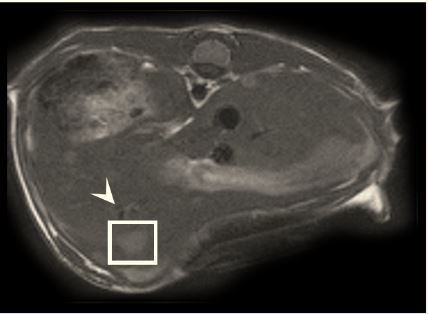 Fig2f Becker et al Nov