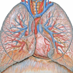 Call for applications: Deputy Editor Chest