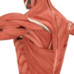 Fasciae of the musculoskeletal system