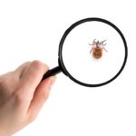 Imaging in Lyme neuroborreliosis