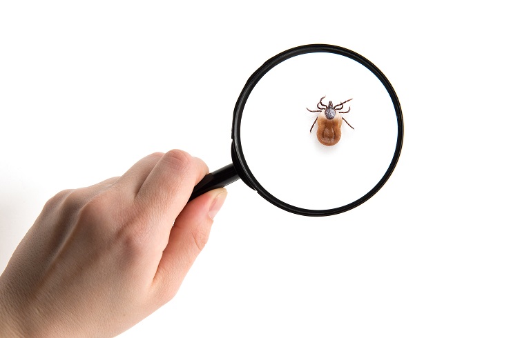 Imaging in Lyme neuroborreliosis